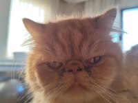 3 Yaşında Erkek İran Kedisi