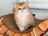 Efsane Güzellikteki Golden British Longhair Ny12