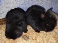 Netherland dwarf hollanda cüce tavşan