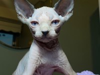 Sfenks Bebişler Sahiplerini Arıyor