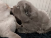 Scottish Fold Yavru Kediler