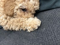 Toy Poodle Güzel Kızım