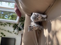 Scottish Tatlılıklar