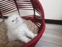 British Longhair Prenses Hazır