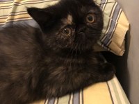 2.5 Aylık Dişi Exotic Shorthair