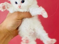 Beyaz British Longhair Pamuk Prenseslerim