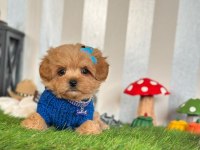 Küçük Irk Poodle Bebekler