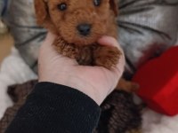 Tatlı Mi Tatlı Poodle Minikler