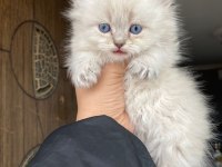 Prenslerim british longhair