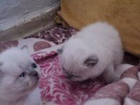 Scottish fold bluepoint kediler erkek ve dişi mevcut