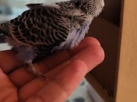 Muhabbet Kuşu Alıştırmalık