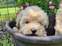 Irk Garantili Maltipoo Yavruları