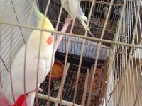 Yumurtalı Çift Sultan Papağanlar