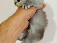 British Longhair Prenses Kedim