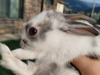 Mini english spot mix yavru tavşanlar