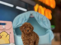 Toy Poodle Irk Ve Sağlık Garantili