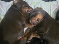 İzmir’den Safkan Fci Belgeli Doberman Yavruları