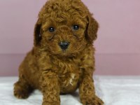 Mini Boy Red Toy Poodle Bebeğim