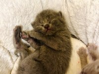 1,5 Aylık British Shorthair