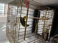 Pakistan Papağanımız