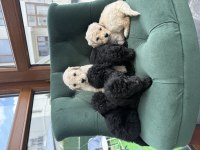 Dev Poodle ( Königspudel ) Bebişlerim