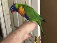 Özel Eğitimli Dans Eden Konuşan Maskot Lori