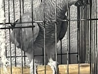 Jumbo Jako Papağanı