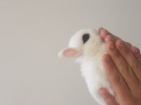 Saf kan hollanda (cüce hot hot)