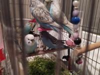 Ev üretimi yeni yeme düşen muhabbet kuşu yavrular