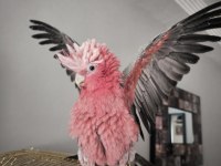 Evcil gül kakadu (ısırmaz uysal) 81 ile gönderim var