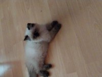 Blue Point British Longhair