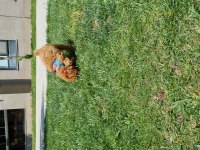 Dişi Aşıları Tam Tuvalet Eğitimli Özel Fiyat Son Hafta