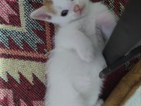 Yavru Kediler Ömürlük Sahiplerini Arıyor