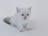 British Shorthair Köpekleri