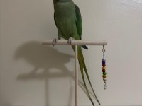 Ele Alışkın Alexander Papağanımız