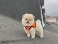 Ayı Surat Pomeranian Boo Yavrular