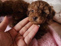 Toy poodle 3 aylık