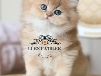 İpeksi Tüylü Golden British Longhair Ny11