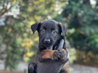 A+ Belçika Malinois Yavrular