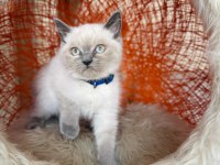 British Shorthair Blue Point 2 Aylık