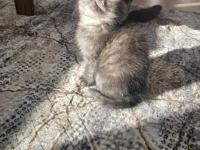 British Shorthair Silver Chocalate Ve Bicolor