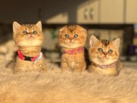 3 Aylık British Golden Black