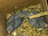 Yavru Forpus Papağanı Mavi