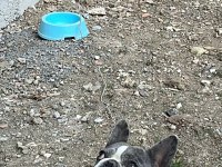 French Bulldog İki Yaşında Erkek Blue Merle