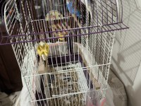 2 Adet Erkek Muhabbet Kuşu Satılık