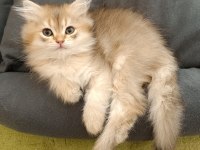 Sürmeli british longhair erkek yavrum