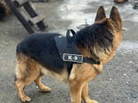 Erkek Alman Kurdu - Detay İçin Yaz