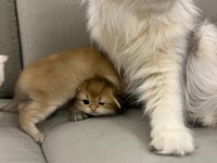 2 Aylık British Longhair Yavrular