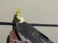 Ele Alışkın Sultan Papağanı