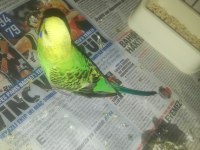 Yavru Muhabbet Kuşları 2 Aylık